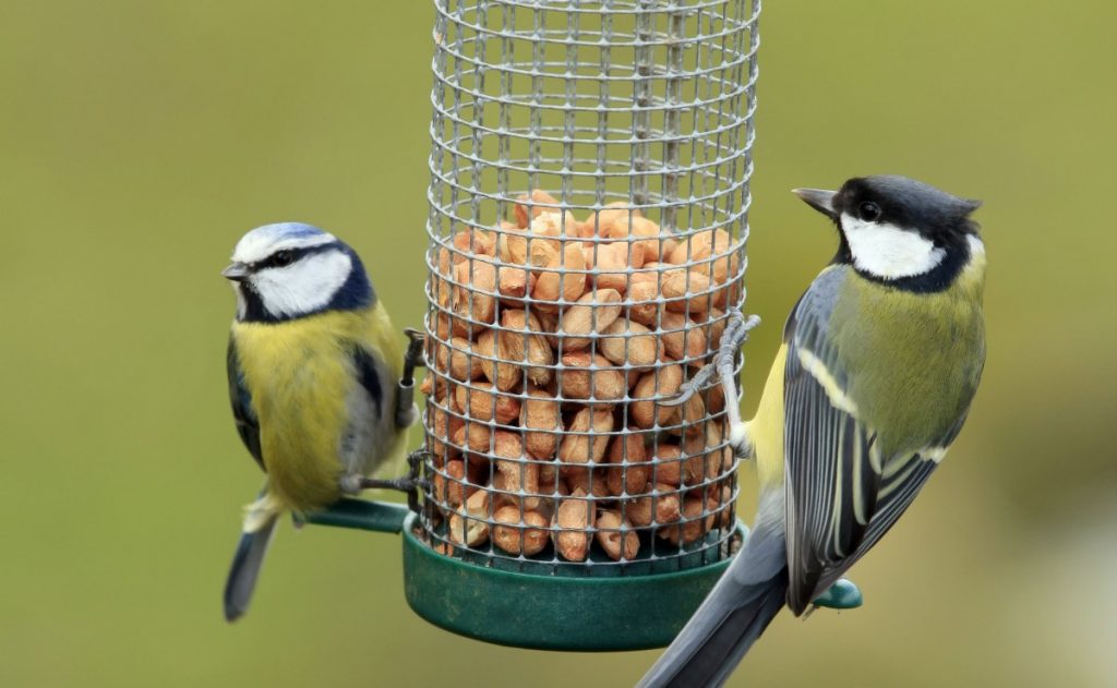 what not to feed wild birds