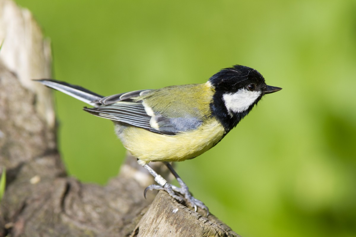 What Not to Feed Wild Birds Bird Feed Copdock Mill