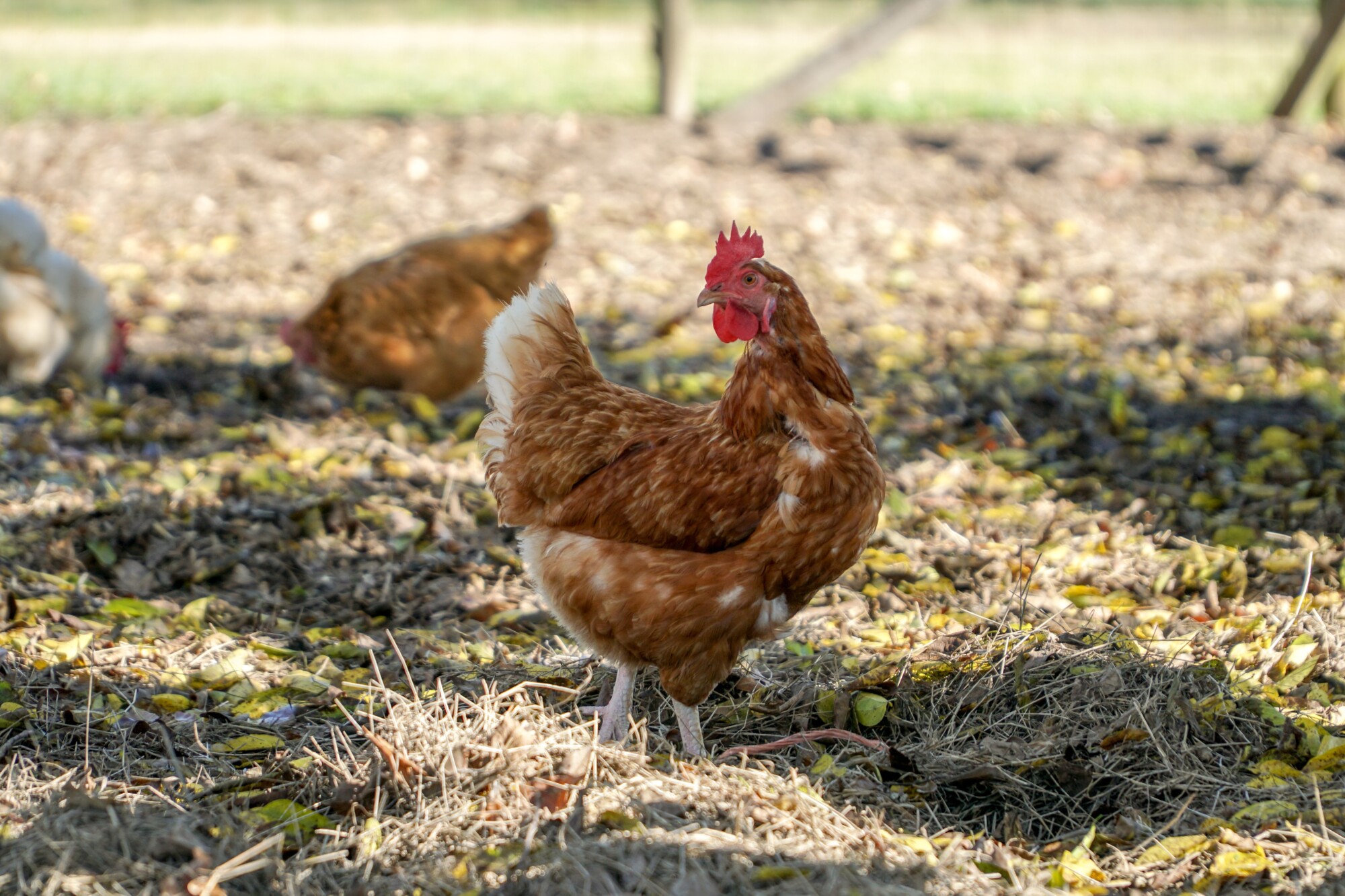 What Can I Feed Chickens? Chicken Feed Copdock Mill
