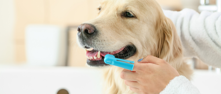 Toothbrush for dog