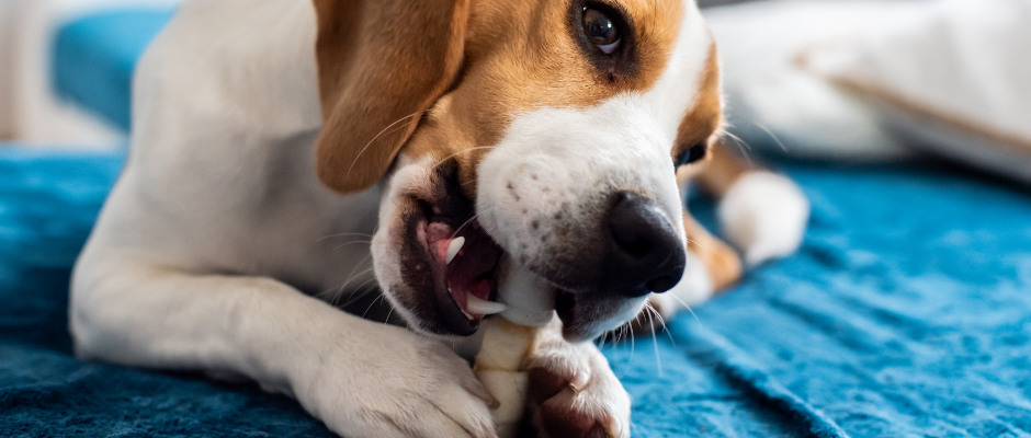 Dog chewing on treat