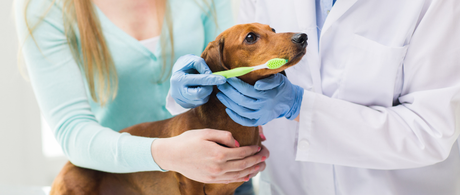 Dog having teeth brushed