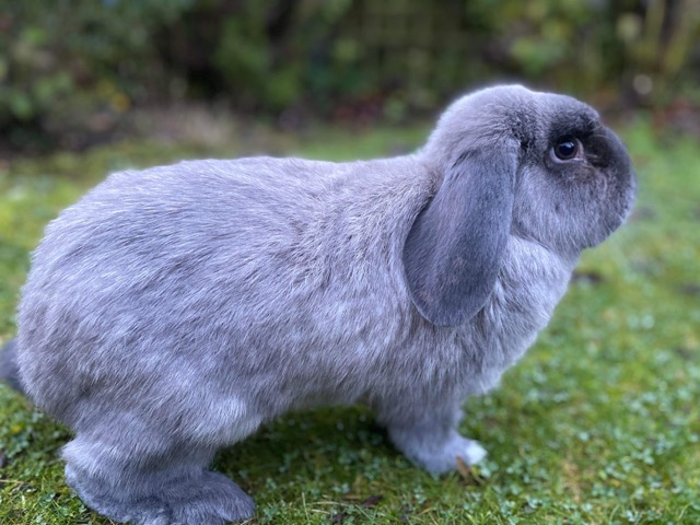 Life with Rabbits by Craig Derry - Copdock Mill Wholesale