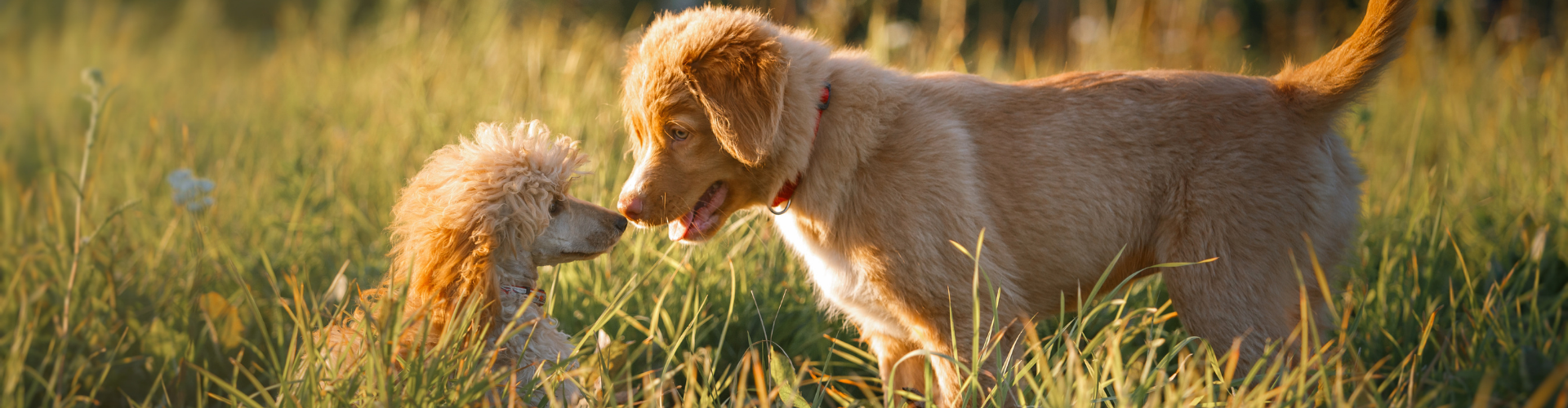 Puppies meeting in a field