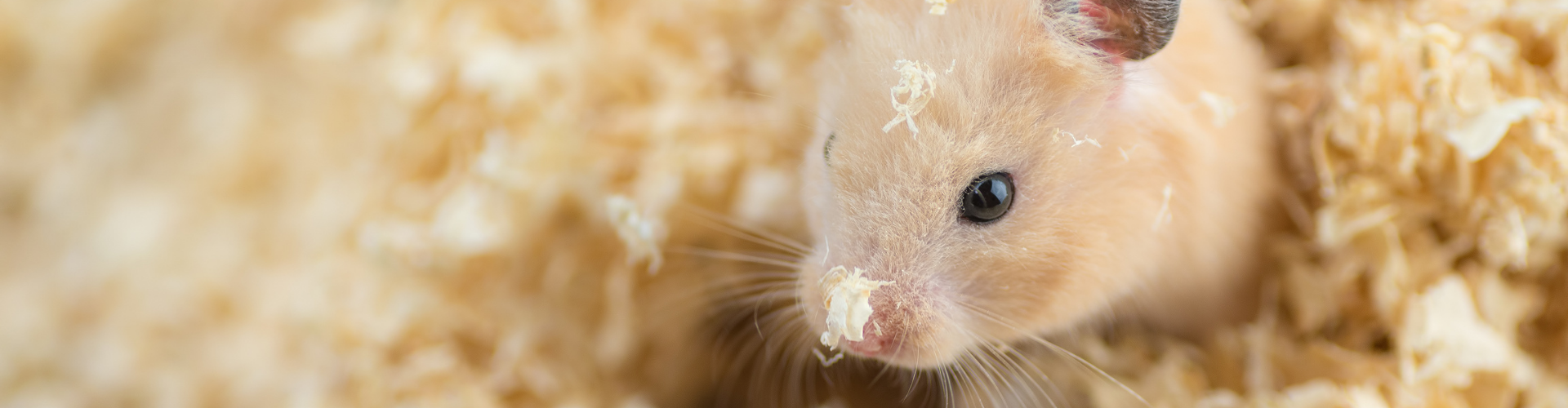 Hamster in bed of shavings