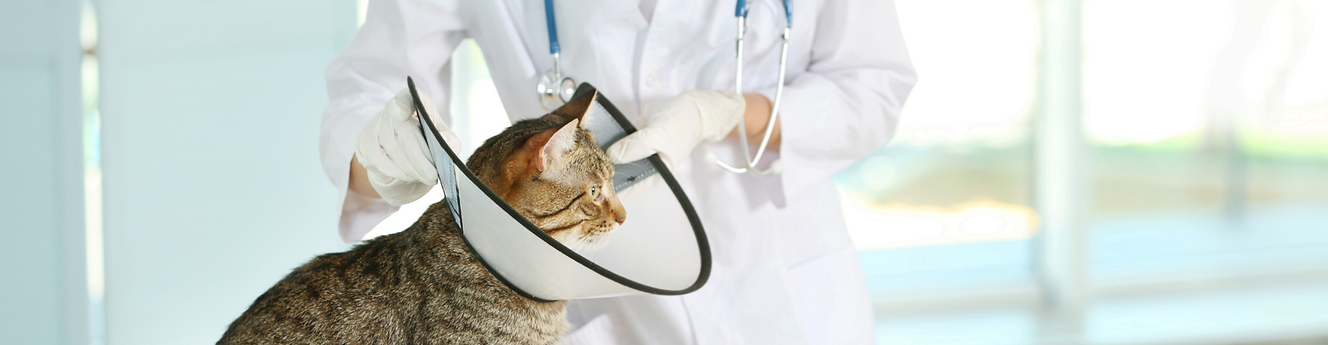 Cat in a vet cone