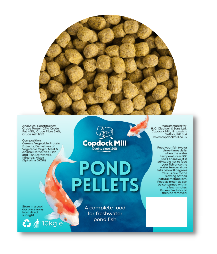 Can I Feed My Fish Dog Food